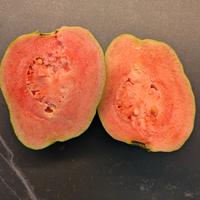Pianta di guava rosa, guajava, guaiava, guayaba