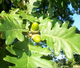 Terreni boschivi a Pescosansonesco (PE)