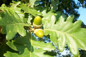 Terreni boschivi a Pescosansonesco (PE)