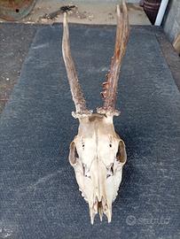 Cranio di Capriolo Maschio con Palchi 