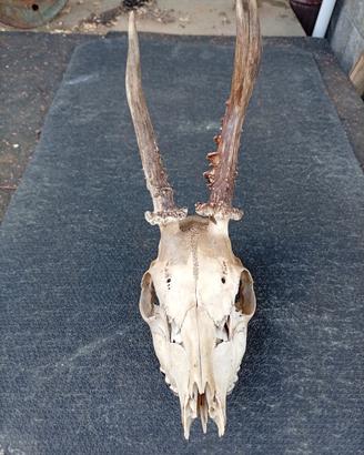Cranio di Capriolo Maschio con Palchi 