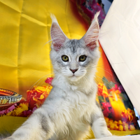 LEGGERE TUTTO L'ANNUNCIO Maine Coon TOP