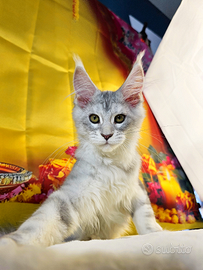 LEGGERE TUTTO L'ANNUNCIO Maine Coon TOP