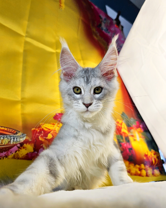 LEGGERE TUTTO L'ANNUNCIO Maine Coon TOP