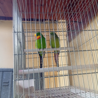 Pappagalli barraband