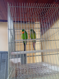 Pappagalli barraband