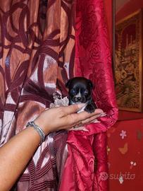 Cucciolo di chihuahua micro