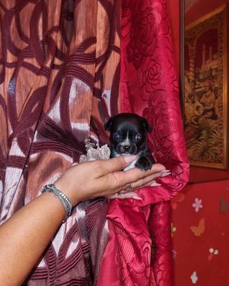 Cucciolo di chihuahua micro