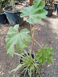 pianta Aralia papirifera