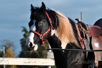 Cavallo Castrone Paint occhi azzurri