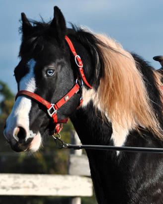 Cavallo Castrone Paint occhi azzurri