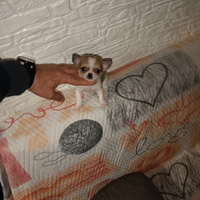 Chihuahua mini toy femmina