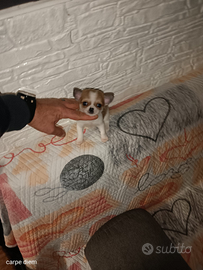 Chihuahua mini toy femmina