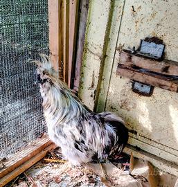 Coppia di galline moroseta