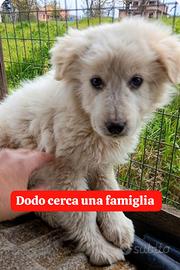 Adozione gratuita cucciolo