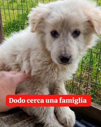 Adozione gratuita cucciolo