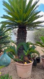  cicas o cycas Giurdignano vicino Otranto