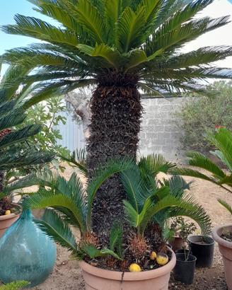  cicas o cycas Giurdignano vicino Otranto