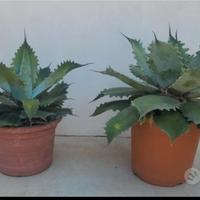 agave Potatorum 