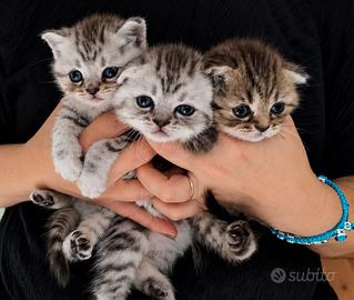 Scottish fold Blue tabby e Tabby