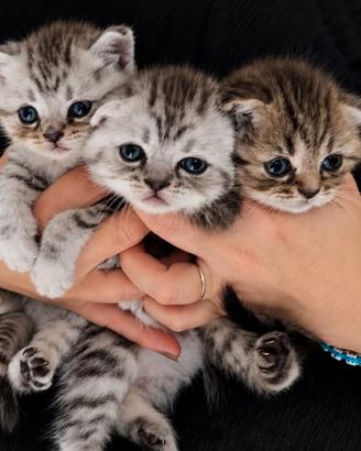Scottish fold Blue tabby e Tabby
