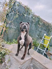 American staffy
