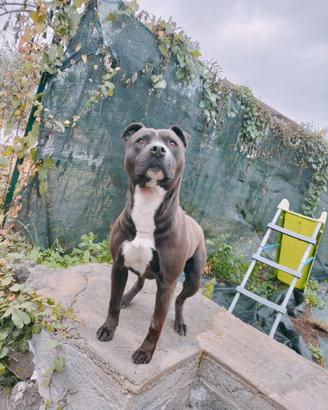 American staffy