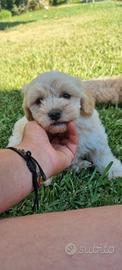 Maltipoo