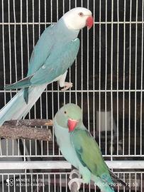 Parrocchetti dal collare