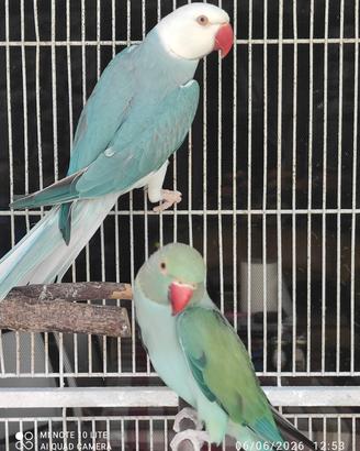 Parrocchetti dal collare