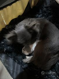 Cucciolo di chihuahua linea russa