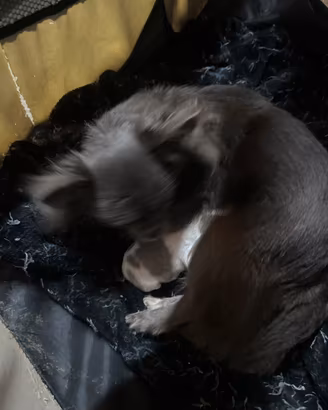 Cucciolo di chihuahua linea russa
