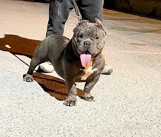American Bully micro exotic lilac blue