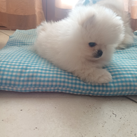 Spitz di pomerania nano Pedigree Enci