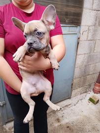 Cuccioli di bulldog francese