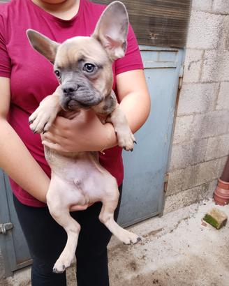 Cuccioli di bulldog francese