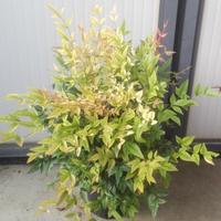 Nandina domestica gulf stream vaso 18 cm