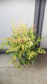 Nandina domestica gulf stream vaso 18 cm