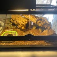 Gechi leopardini + terrari completamente arredati