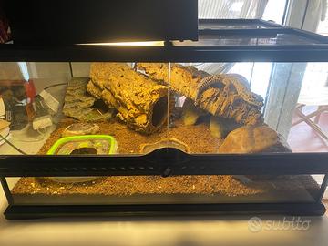 Gechi leopardini + terrari completamente arredati