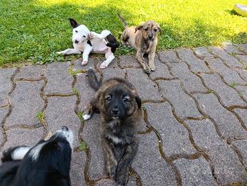 Collie, cuccioli di 3 mesi