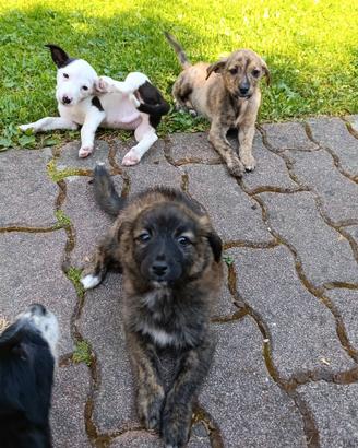 Collie, cuccioli di 3 mesi