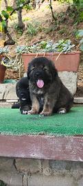 Cane da pastore del caucaso pedigree enci