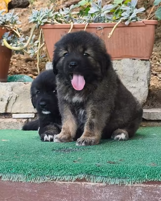 Cane da pastore del caucaso pedigree enci