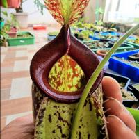 Nepenthes Hookerana (:Pianta Carnivora)