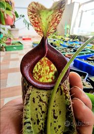 Nepenthes Hookerana (:Pianta Carnivora)
