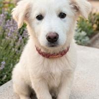 Cucciolo maremmano in adozione