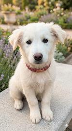 Cucciolo maremmano in adozione