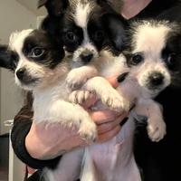 Cuccioli taglia mini