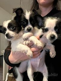 Cuccioli taglia mini